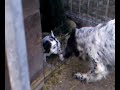cucciolo di cane, dolce indifeso cerca di raggiungere la mamma...
