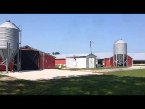 Operating Chicken Farm