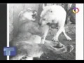 Pitbull :: Estadisticas Reales