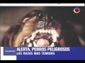 Pitbull :: Estadisticas Reales