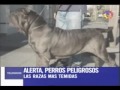 Pitbull :: Estadisticas Reales
