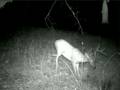 Big Buck loves Bag R Buck