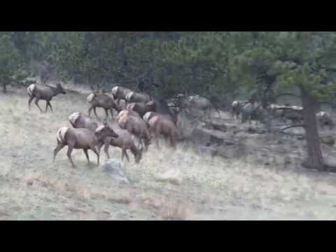 Elk Grazing in the Rain at Golden Gate Canyon State Park