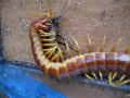 Scolopendra sp. [Ecuador] vs. Cockroach