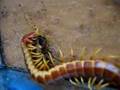 Scolopendra sp. [Ecuador] vs. Cockroach