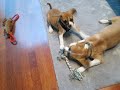Joony and Freddy, continued