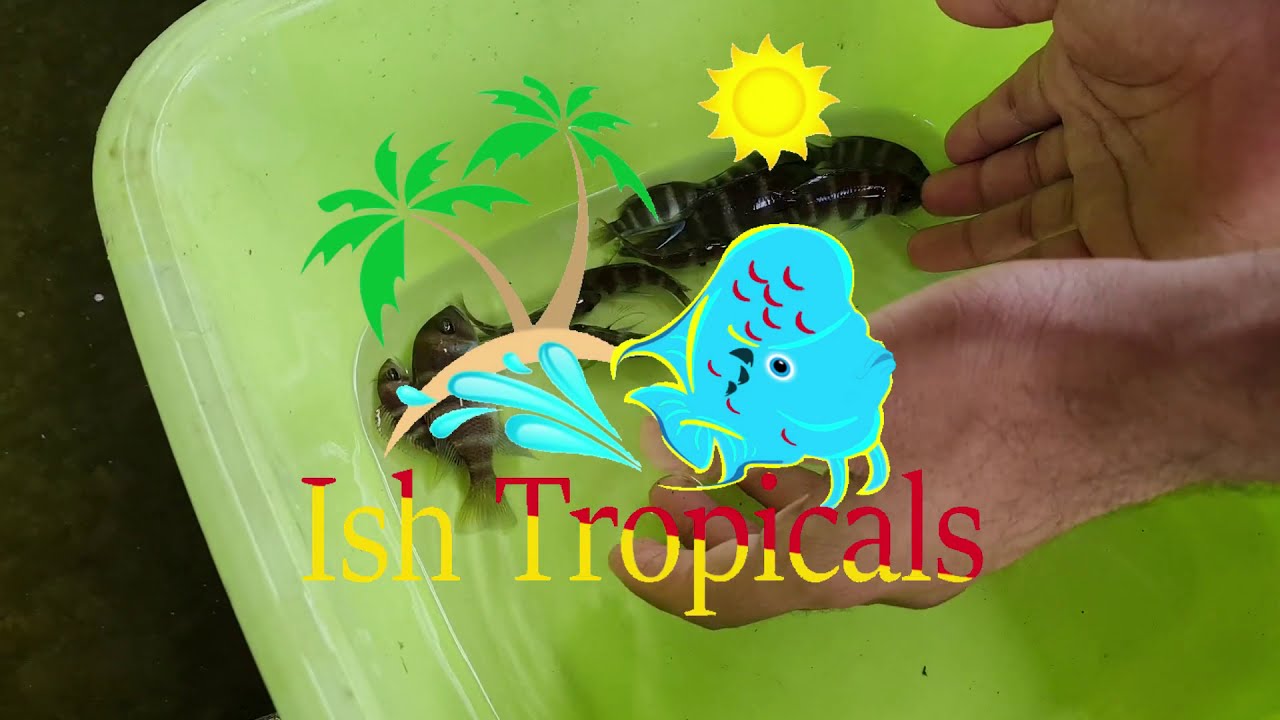 Ish Tropicals - Frontosas & Carpintis Cichlids