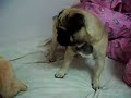 うたう犬動画