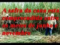 cachaça prodution
