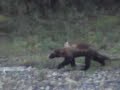 Wolverine in Port Alsworth, Alaska