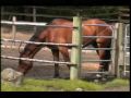 Vita Lobelle - Healing the Horse's Spirit - 3 of 3