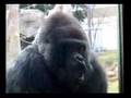 王子動物園　ゴリラ