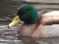 Mallard Duck - HD Mini-Documentary
