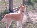 Akihito VS Mai-Hime