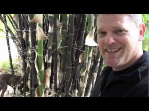 how to plant black bamboo