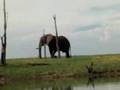 lake kariba elephant