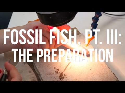 Fossil Fish Part 3: The preparation