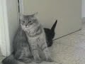 More Siberian