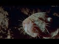 Video: True Facts About The Naked Mole Rat - Zefrank
