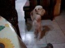 standing on two feet