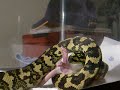 Fluffy The Snake Eating First Rat (Jungle Carpet Python) Fluffy The Snake Eating First Rat (Jungle Carpet Python)