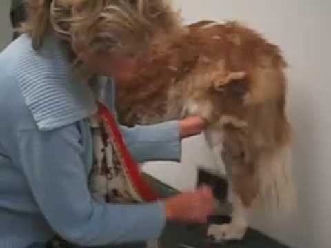 saint bernard