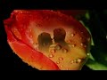 Dr. Hook – Sharing The Night Together
