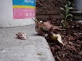 Baby Hummingbird