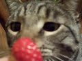 Stewie the cat eating a strawberry.