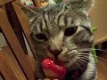 Stewie the cat eating a strawberry.