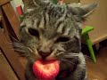 Stewie the cat eating a strawberry.