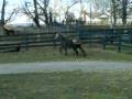videos de Silverstone Shamal Arabian Colt