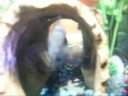 Convict Cichlid Fanning Eggs Convict Cichlid Fanning Eggs