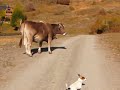 Triko y las vacas.... Triko y las vacas....