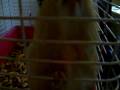 videos de Playing