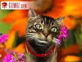 lsd cat