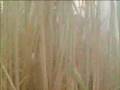 Cane - Fields On Fire