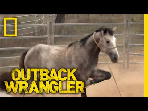 Breaking Wild Horses | Outback Wrangler