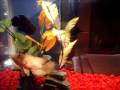videos de My Two oscars and cichlid