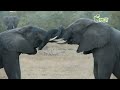 Funny Talking Animals: Call of the Wild - Michael Jackson Flamingo - Earth Rangers