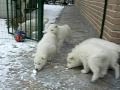 cuccioli siberian husky arkan reika sulla neve video 4