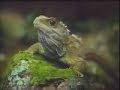 national-anthem-tvnz.html