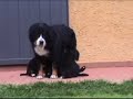 Bernes Mountain dog litter