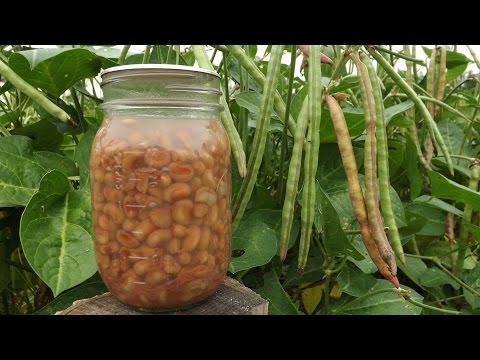 how to harvest black eyed beans