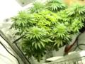 Marijuana Grow- Day 29