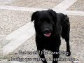 The Camino Video Diaries, Part Six