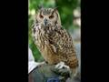 OWL(ふくろう)ーー1