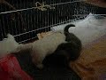 Питомник Tory`s Secret. Щенки-вестики обожают свою живую игрушку - котенка Суслика