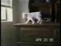 funnycat - STUPIDEFUN.COM funnycat - STUPIDEFUN.COM