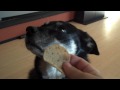 Slim Refuses Treat From Bush and Accepts From Obama